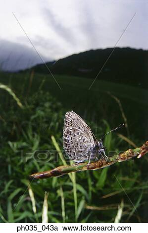 Butterfly on branch, close up View Large Photo Image Stock Image - Butterfly on branch, close up. Fotosearch
