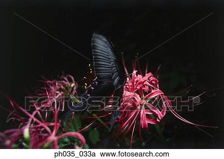 Butterfly on flower at night, close up View Large Photo Image Stock Image - Butterfly on flower at night, close up. Fotosearch