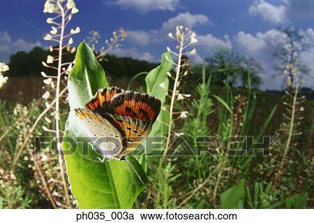Butterfly on leaf, close up View Large Photo Image Stock Image - Butterfly on leaf, close up. Fotosearch