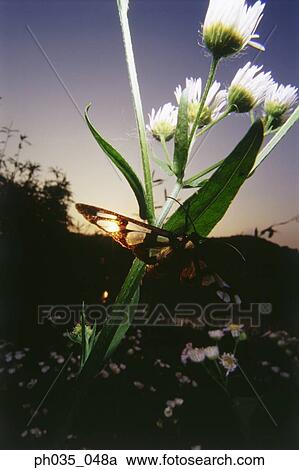 Stock Image - Butterfly on leaf, close up. Fotosearch