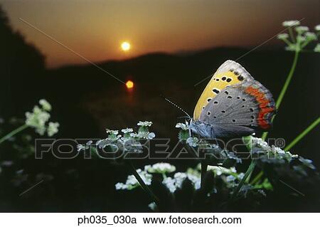 Close-up of butterfly on flower at sunset View Large Photo Image Stock Image - Close-up of butterfly on flower at sunset. Fotosearch