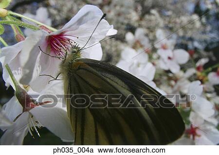 Close-up of butterfly on flower View Large Photo Image Stock Image - Close-up of butterfly on flower. Fotosearch