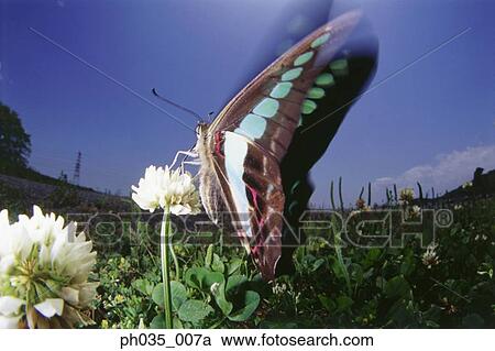 Close-up of butterfly on flower, flapping wings View Large Photo Image Stock Image - Close-up of butterfly on flower, flapping wings . Fotosearch