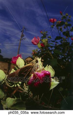Close-up of butterfly on flower View Large Photo Image Stock Image - Close-up of butterfly on flower. Fotosearch