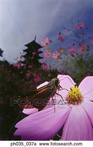 Close-up of butterfly on flower View Large Photo Image Stock Image - Close-up of butterfly on flower. Fotosearch