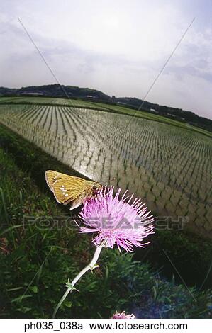 Close-up of butterfly on flower View Large Photo Image Stock Image - Close-up of butterfly on flower. Fotosearch