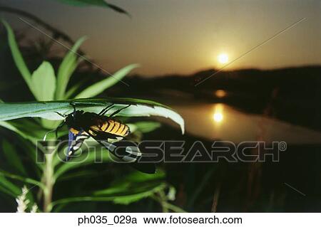 Close-up of butterfly on leaf at sunset View Large Photo Image Stock Image - Close-up of butterfly on leaf at sunset. Fotosearch