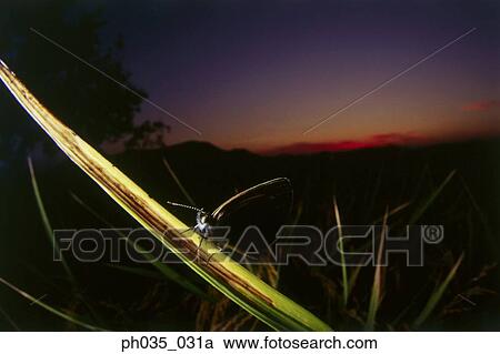 Close-up of butterfly on leaf at sunset View Large Photo Image Stock Image - Close-up of butterfly on leaf at sunset. Fotosearch