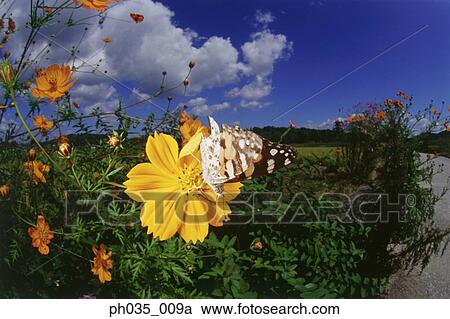 Close view of butterfly perched on a flower View Large Photo Image Stock Image - Close view of butterfly perched on a flower. Fotosearch