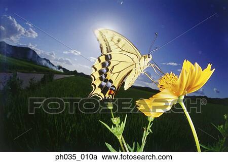 Close view of Swallowtail butterfly perched on a flower View Large Photo Image Stock Image - Close view of Swallowtail butterfly perched on a flower. Fotosearch