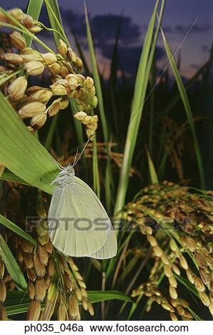 Clouded yellow Butterfly on leaf, close up View Large Photo Image Stock Image - Clouded yellow Butterfly on leaf, close up. Fotosearch