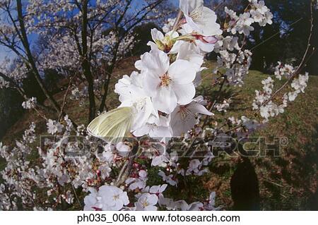 Fisheye view of butterfly on flower View Large Photo Image Stock Image - Fisheye view of butterfly on flower. Fotosearch