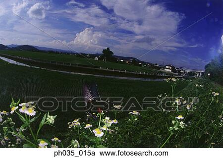Fisheye view of butterfly on flower View Large Photo Image Stock Image - Fisheye view of butterfly on flower. Fotosearch