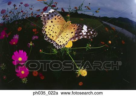 Stock Image - Fisheye view of butterfly on flower, close-up. Fotosearch