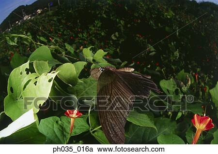 Fisheye view of butterfly on leaf View Large Photo Image Stock Image - Fisheye view of butterfly on leaf. Fotosearch