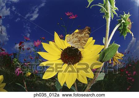 Fisheye view of butterfly on sunflower View Large Photo Image Stock Image - Fisheye view of butterfly on sunflower. Fotosearch