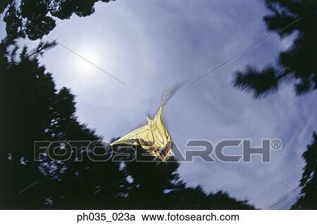 Swallowtail Butterfly in flight, flapping wings View Large Photo Image Stock Image - Swallowtail Butterfly in flight, flapping wings . Fotosearch