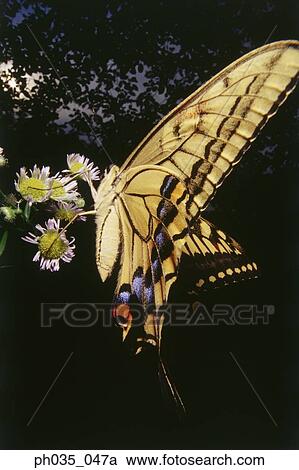Swallowtail Butterfly on flower, close up View Large Photo Image Stock Image - Swallowtail Butterfly on flower, close up. Fotosearch