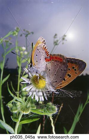 Two butterflies mating on a flower, close-up View Large Photo Image Stock Image - Two butterflies mating on a flower, close-up. Fotosearch