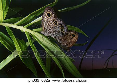 Two butterflies mating on a leaf, close-up View Large Photo Image Stock Image - Two butterflies mating on a leaf, close-up. Fotosearch