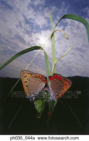 Two butterflies mating on a leaf, close-up View Large Photo Image Stock Image - Two butterflies mating on a leaf, close-up. Fotosearch