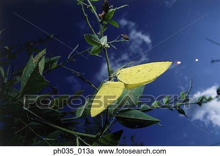 Two Clouded yellow butterflies mating on a leaf, close-up View Large Photo Image Stock Image - Two Clouded yellow butterflies mating on a leaf, close-up. Fotosearch