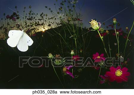 White Butterfly in flight at sunset View Large Photo Image Stock Image - White Butterfly in flight at sunset. Fotosearch