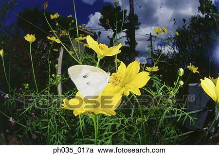 White Butterfly on flower, close up View Large Photo Image Stock Image - White Butterfly on flower, close up. Fotosearch