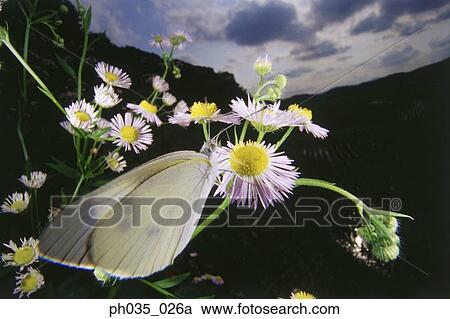 White Butterfly on flower, close up View Large Photo Image Stock Image - White Butterfly on flower, close up. Fotosearch