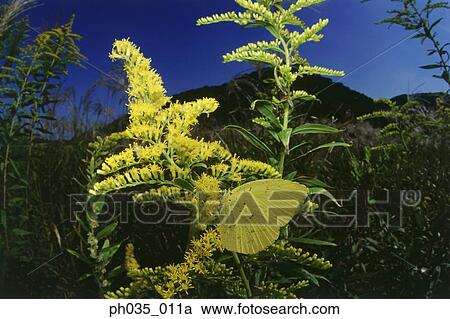 Stock Image - Yellow butterfly on flower, camouflage. Fotosearch
