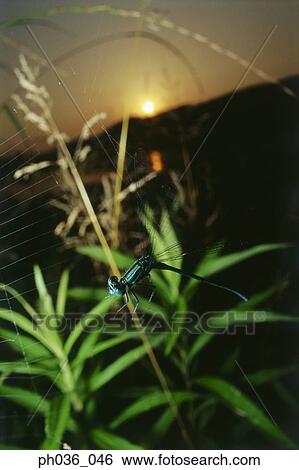 Stock Photograph - Damselfly in flight at sunset, close up. Fotosearch