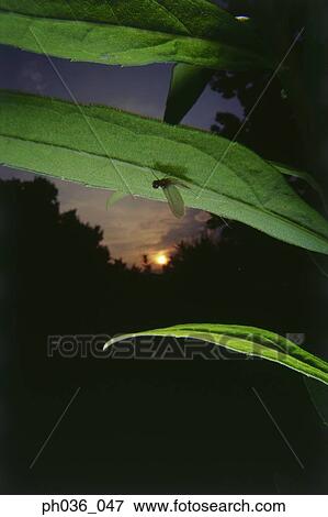 Stock Photo - Damselfly perching on leaf, close up. Fotosearch