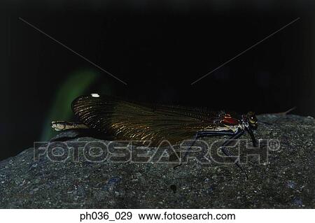 Damselfly perching on rock at night, close up View Large Photo Image Stock Photo - Damselfly perching on rock at night, close up. Fotosearch