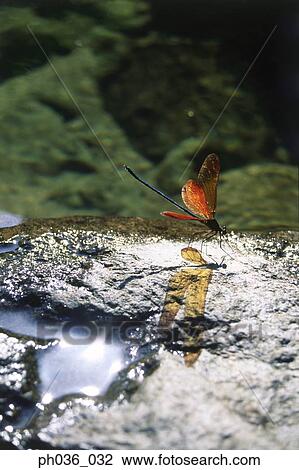 Damselfly perching on rock, close up View Large Photo Image Stock Image - Damselfly perching on rock, close up. Fotosearch