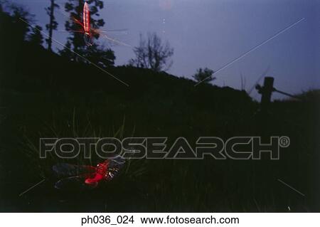 Dragonflies in flight at sunset View Large Photo Image Picture - Dragonflies in flight at sunset. Fotosearch