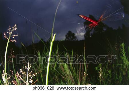 Dragonflies in flight at sunset View Large Photo Image Stock Photo - Dragonflies in flight at sunset. Fotosearch