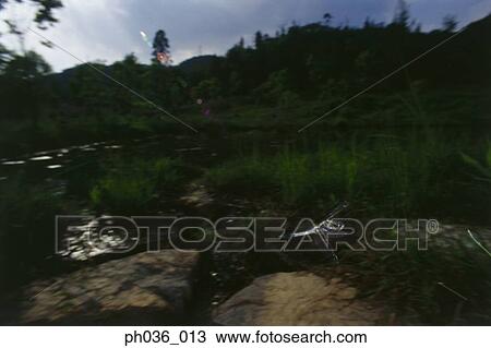 Dragonfly in flight across pond View Large Photo Image Stock Image - Dragonfly in flight across pond. Fotosearch
