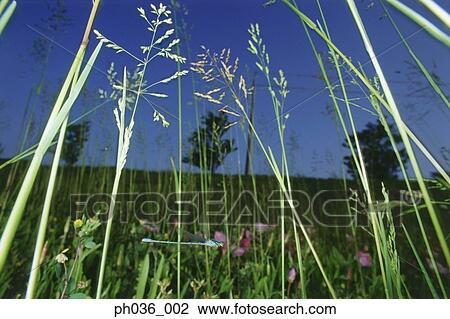Dragonfly in flight among grass View Large Photo Image Stock Image - Dragonfly in flight among grass. Fotosearch