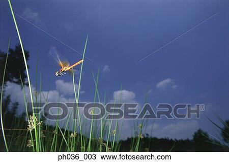 Stock Image - Dragonfly in flight among grass. Fotosearch