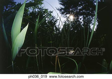 Stock Photo - Dragonfly in flight among grass. Fotosearch