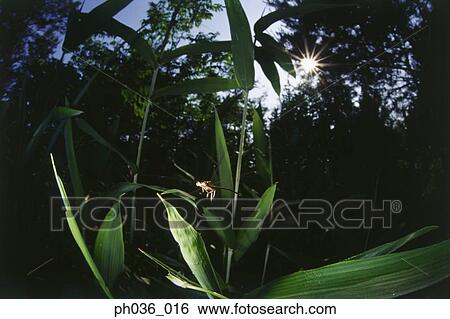Dragonfly in flight among leaves View Large Photo Image Stock Photograph - Dragonfly in flight among leaves. Fotosearch