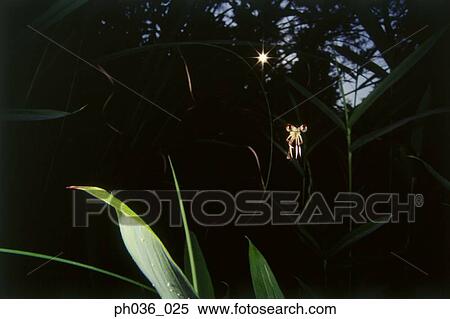 Dragonfly in flight at sunset View Large Photo Image Stock Photography - Dragonfly in flight at sunset. Fotosearch