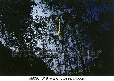 Stock Photo - Dragonfly in flight, directly below. Fotosearch