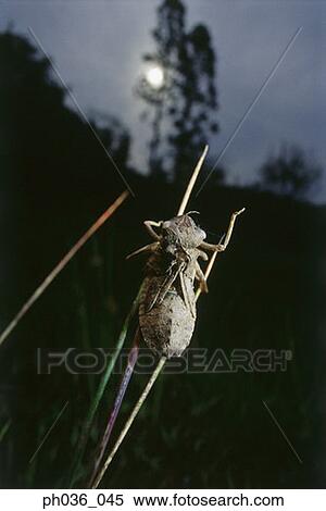 Dragonfly nymph on grass, close up View Large Photo Image Stock Photography - Dragonfly nymph on grass, close up. Fotosearch