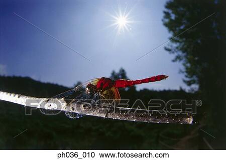 Stock Image - Dragonfly perching on branch, close up. Fotosearch
