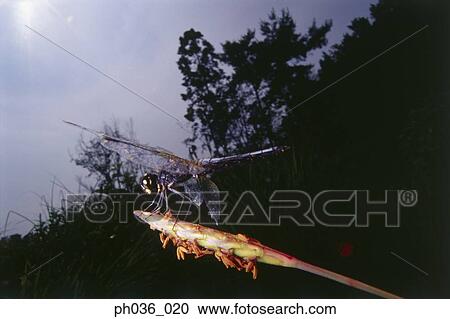Dragonfly perching on branch, close up View Large Photo Image Stock Image - Dragonfly perching on branch, close up. Fotosearch