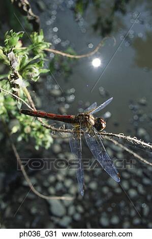 Stock Image - Dragonfly perching on branch, close up. Fotosearch