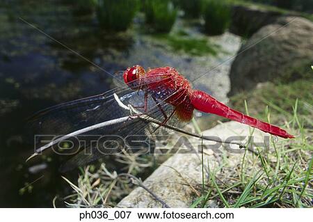 Stock Photo - Dragonfly perching on branch, close up. Fotosearch
