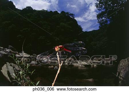 Dragonfly perching on branch, close up View Large Photo Image Stock Photograph - Dragonfly perching on branch, close up. Fotosearch