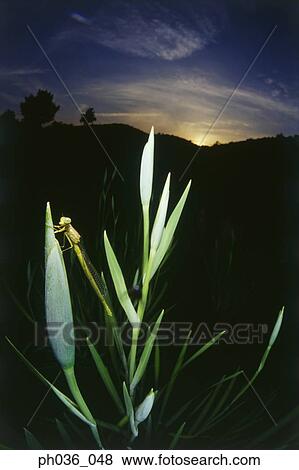 Dragonfly perching on flower bud, close up View Large Photo Image Stock Photo - Dragonfly perching on flower bud, close up. Fotosearch